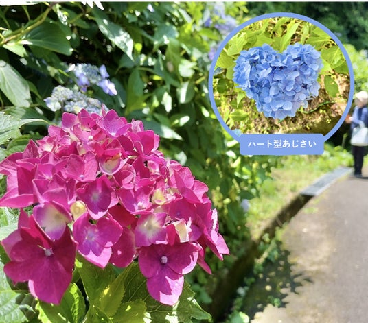 【関西最大級】2.5万株が咲き誇る“あじさいプロムナード” 生駒山(いこまやま)の「ぬかた園地 あじさい園」がまもなく見ごろへ 【関西最大級】2.5万株が咲き誇る“あじさいプロムナード” 生駒山(いこまやま)の「ぬかた園地 あじさい園」がまもなく見ごろへ