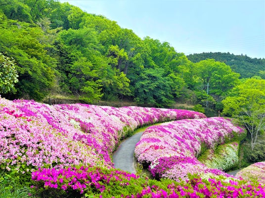 【歩いて出会う “ピンクの絶景”】【関西屈指】 【歩いて出会う “ピンクの絶景”】【関西屈指】