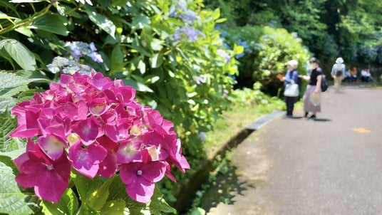 【関西屈指】山道を彩る、初夏の絶景 ー 生駒山・ぬかた園地「あじさい園」が6月下旬から見ごろに“自然×涼体験”を楽しむ観光へ ー 【関西屈指】山道を彩る、初夏の絶景 ー 生駒山・ぬかた園地「あじさい園」が6月下旬から見ごろに“自然×涼体験”を楽しむ観光へ ー
