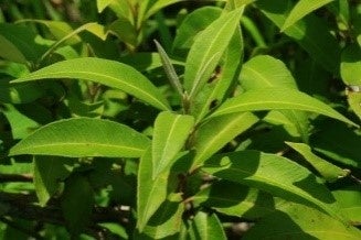 出典：Australian Native Lemon Myrtle Farms