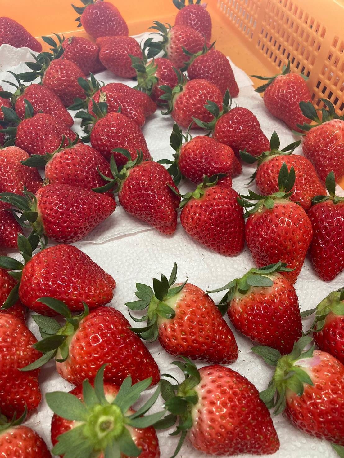 愛知県産「よつぼし」