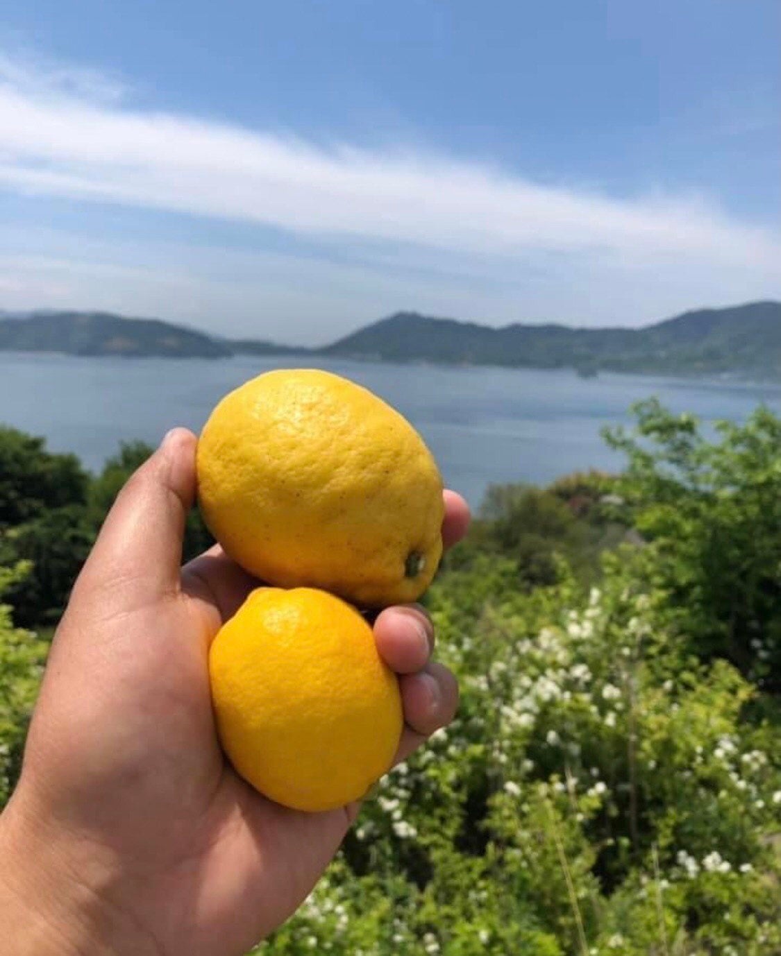 瀬戸田産レモン