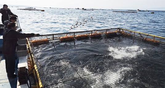 【フェアフィールド・バイ・マリオット 道の駅プロジェクト】鹿児島県垂水市漁協と協業し宿泊者限定のかんぱちエサやり体験、漁協見学イベントを開催! 【フェアフィールド・バイ・マリオット 道の駅プロジェクト】鹿児島県垂水市漁協と協業し宿泊者限定のかんぱちエサやり体験、漁協見学イベントを開催!