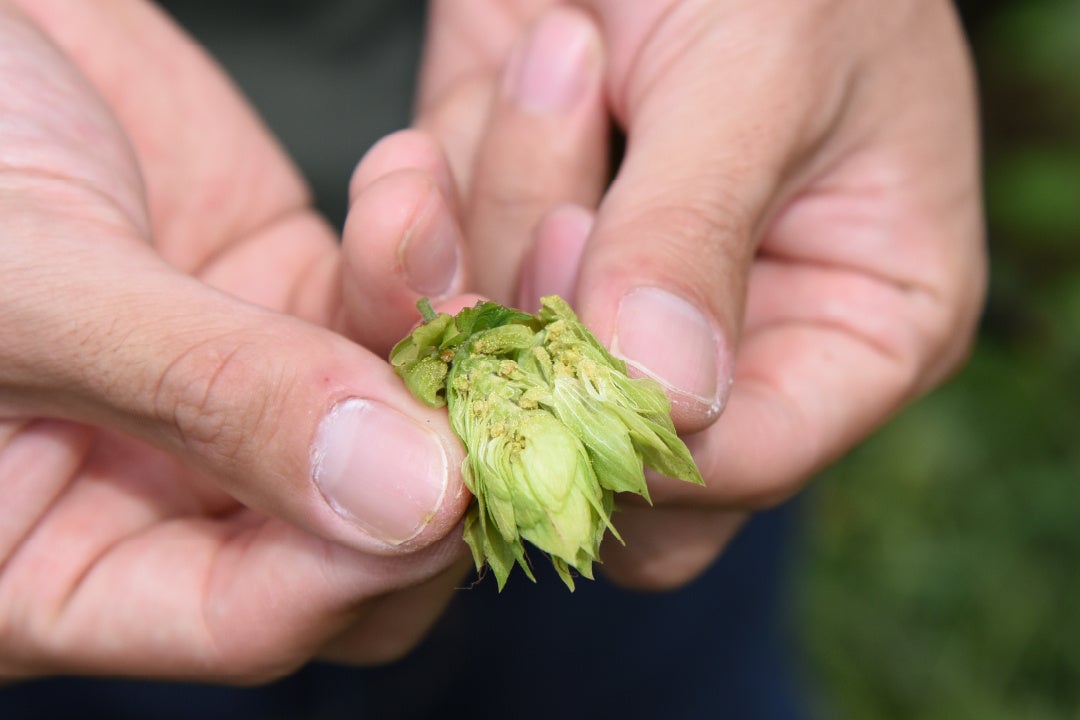 ホップ毬花の中心部にある黄色い粉状のものが、ビールの香りや苦味のベースとなる成分「ルプリン」
