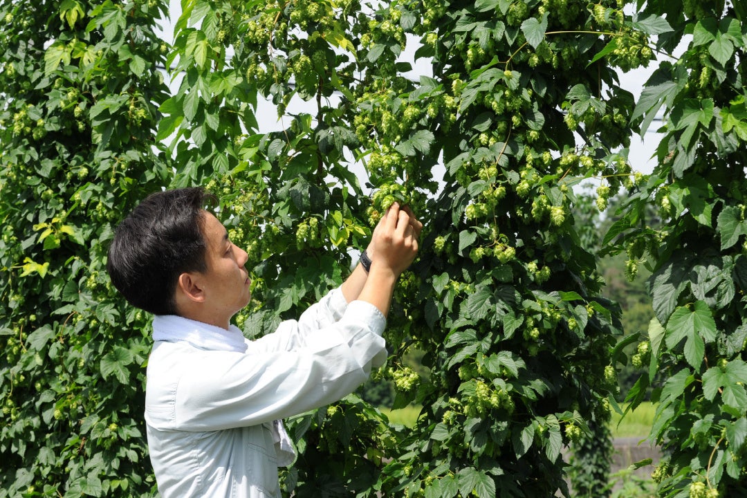 2022年現在、関東以西で日本最大（2ha）の圃場を持つ小林ホップ農園代表の小林吉倫（こばやし・よしとも）氏