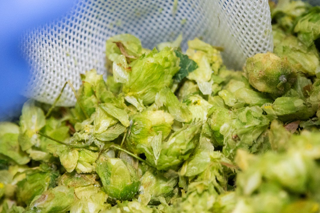 麦汁に浸す直前の地元産ホップ「カイコガネ」
