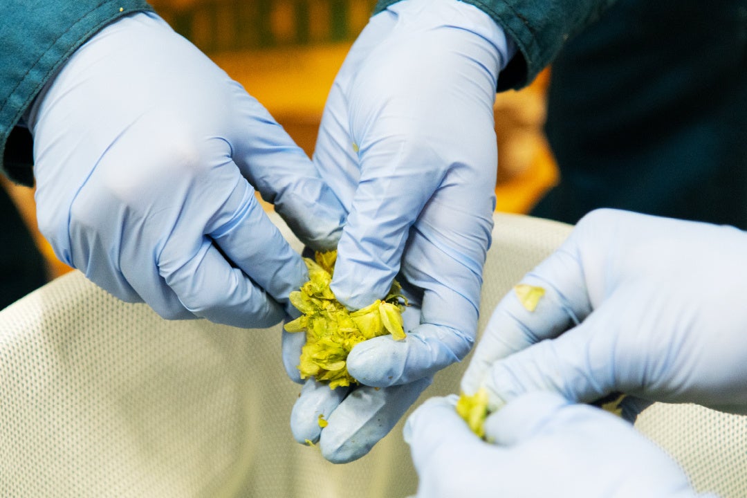 毬花中心部分のルプリンが染み出しやすくなるよう、ホップの毬花を手作業でばらばらのリーフ状態に