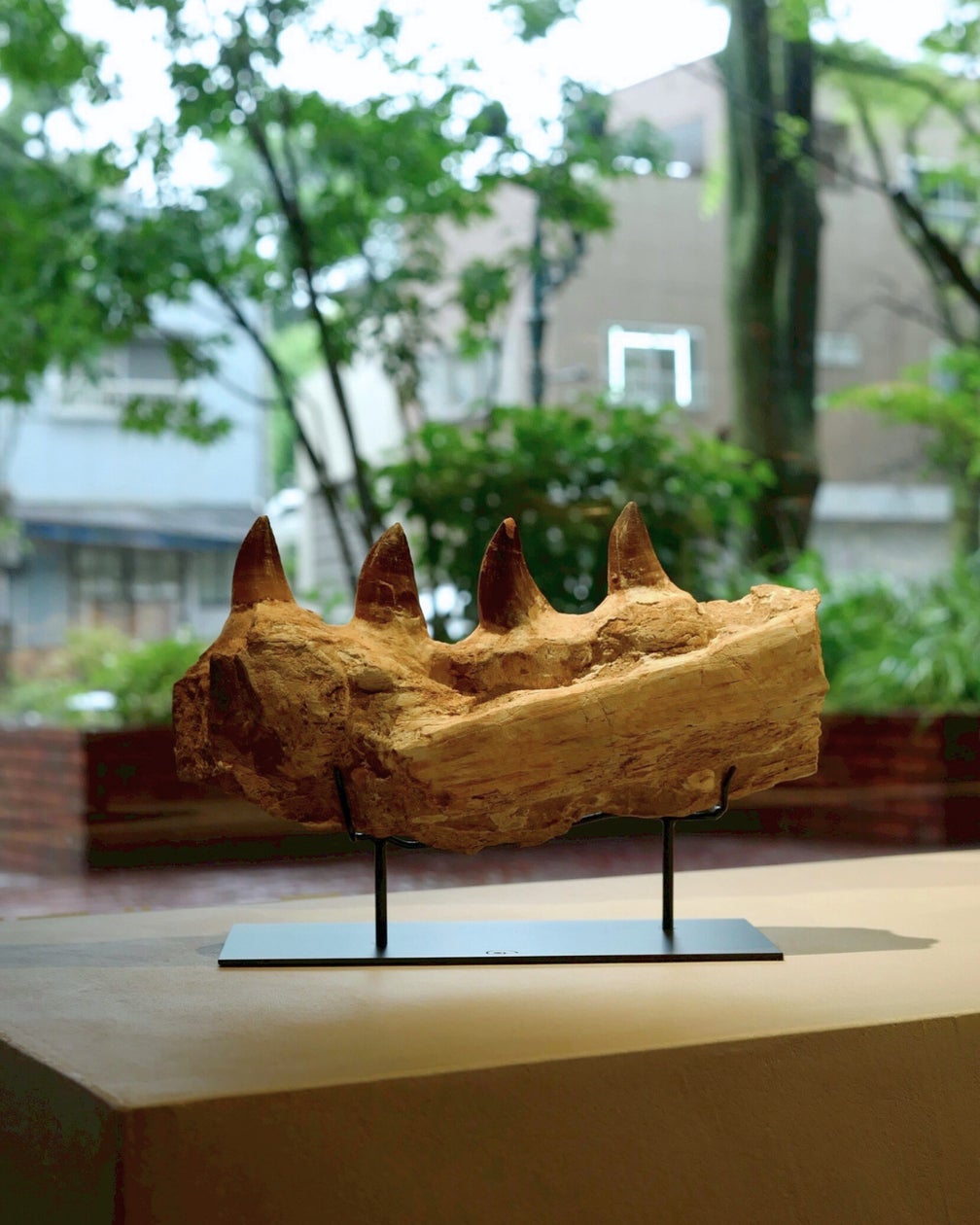 恐竜ファン必見!アフリカ発・希少恐竜スコミムス&アンキロ 恐竜ファン必見!アフリカ発・希少恐竜スコミムス&アンキロ
