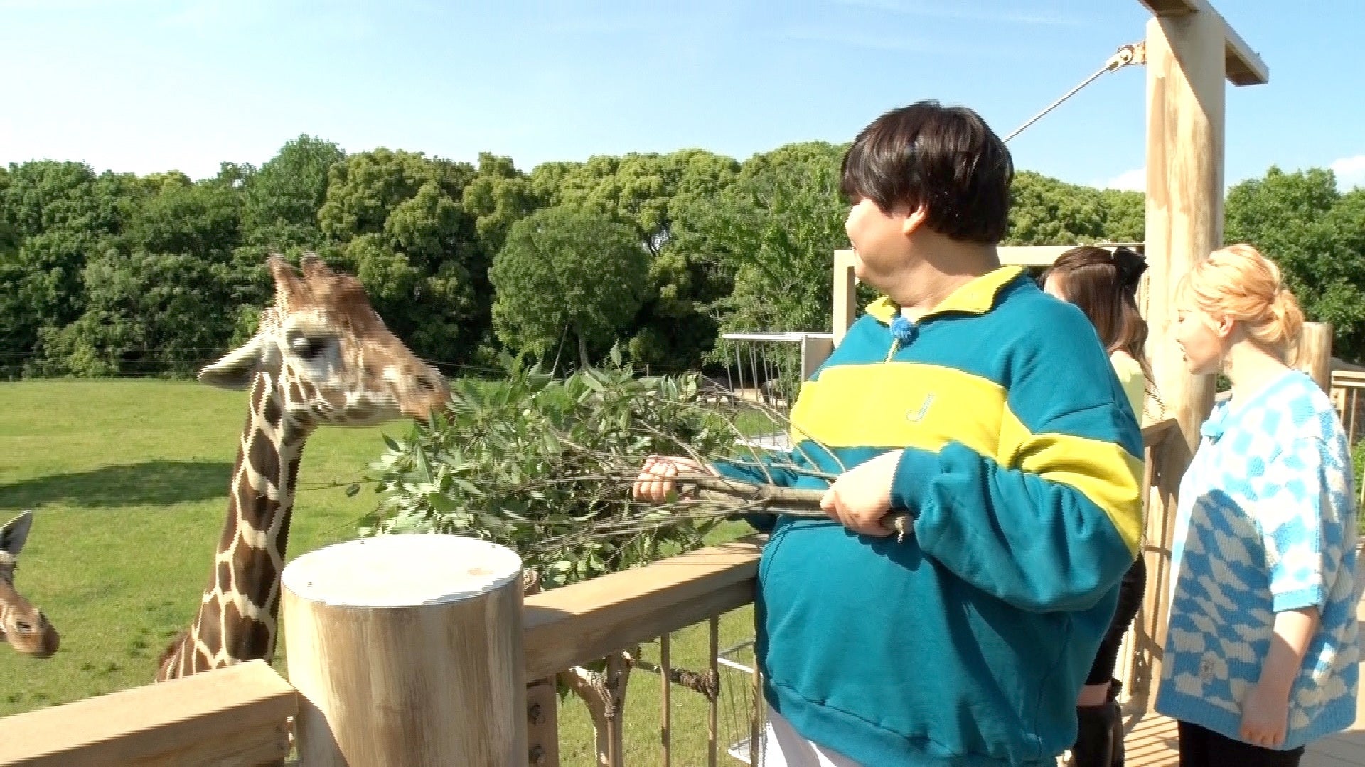 キリンの餌やり体験