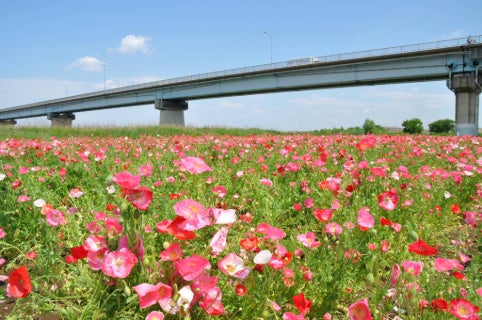 江戸川に満開のポピーを見に行こう!5月30日(土)に江戸川松戸フラワーライン春の花まつりを開催 江戸川に満開のポピーを見に行こう!5月30日(土)に江戸川松戸フラワーライン春の花まつりを開催