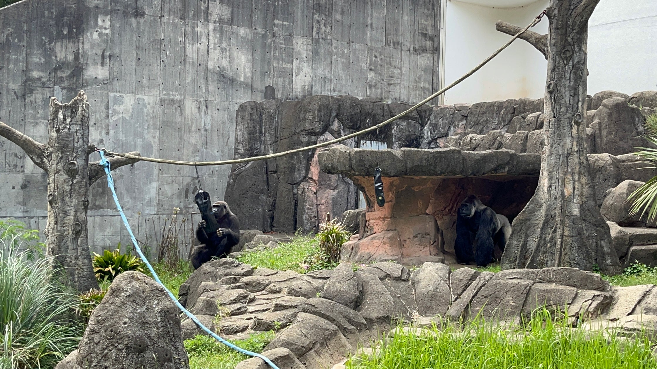 【業界初】犬の皮膚科専門病院がゴリラの採食エンリッチメントを支援