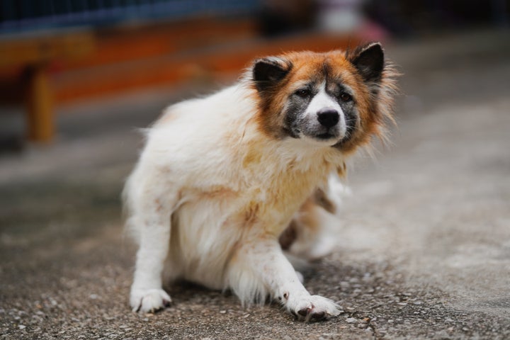 群馬県のおおとね動物病院で「犬の皮膚科特別診療」が受診可能に(四季 群馬県のおおとね動物病院で「犬の皮膚科特別診療」が受診可能に(四季