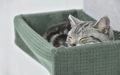 ガチャ キャットウォークマグネット 磁石付き！ 【ポーズC (カラー 2