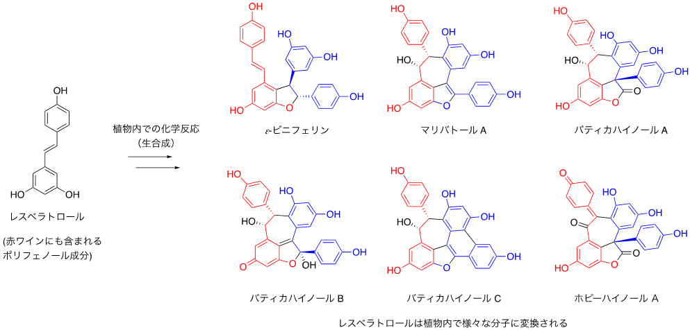 図１　レスベラトロールダイマー