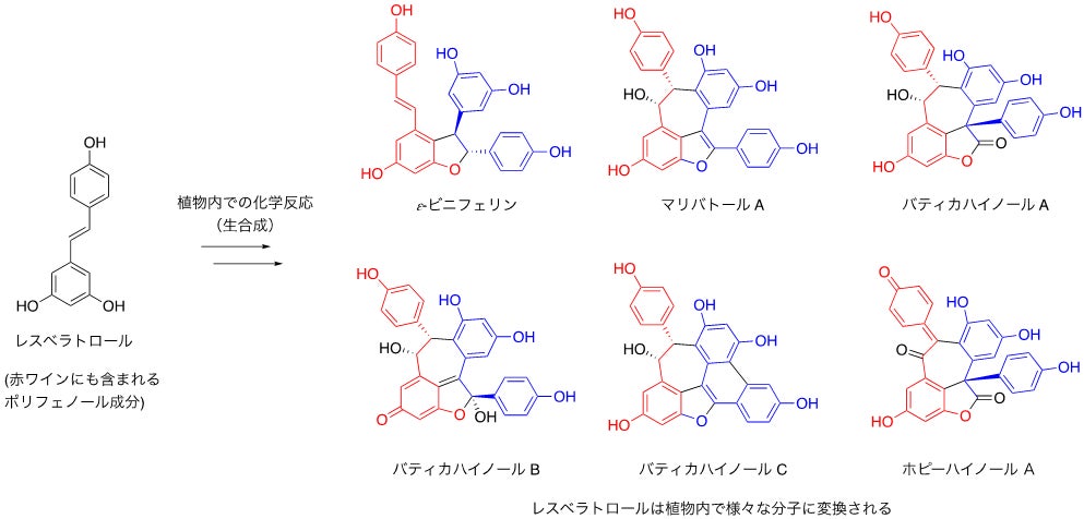 図1 レスベラトロールダイマー