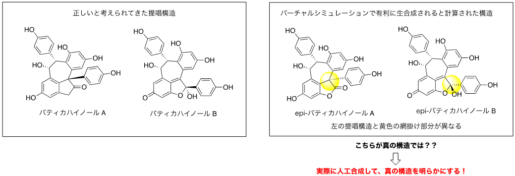 図２　バティカハイノールA, Bの生合成シミュレーションでの矛盾点
