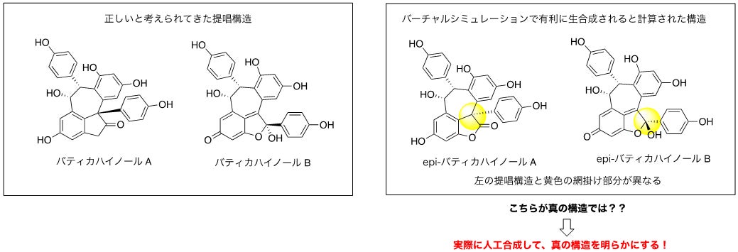 図2 バティカハイノールA, Bの生合成シミュレーションでの矛盾点