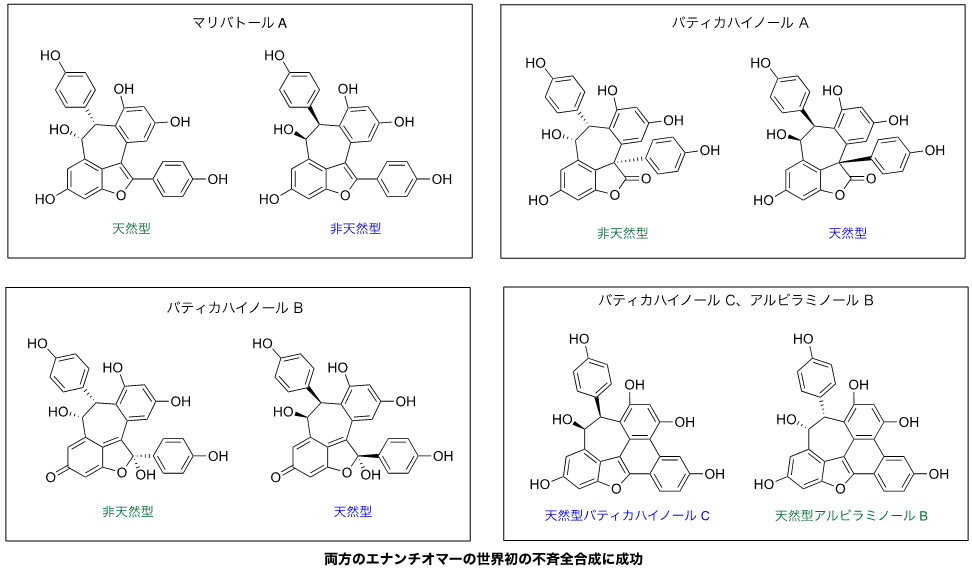 図４　レスベラトロールダイマーの人工合成