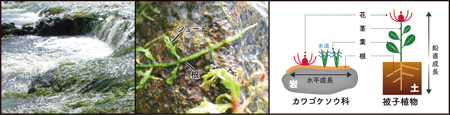 突然変異率の上昇は植物の多様化の土台になる！ | 国立大学法人千葉