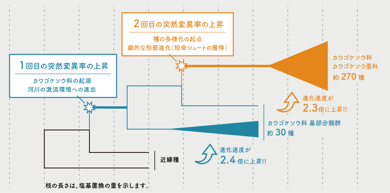 図２. 突然変異率の上昇とカワゴケソウ科の進化イベントの関係