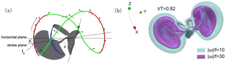 図２．(a）羽毛甲虫の翅の大きな羽ばたき運動と鞘翅の小さな振動。(b)シミュレーションにより可視化されたホバリング時の渦流れ。（Farisenkov et al. (2022)より）