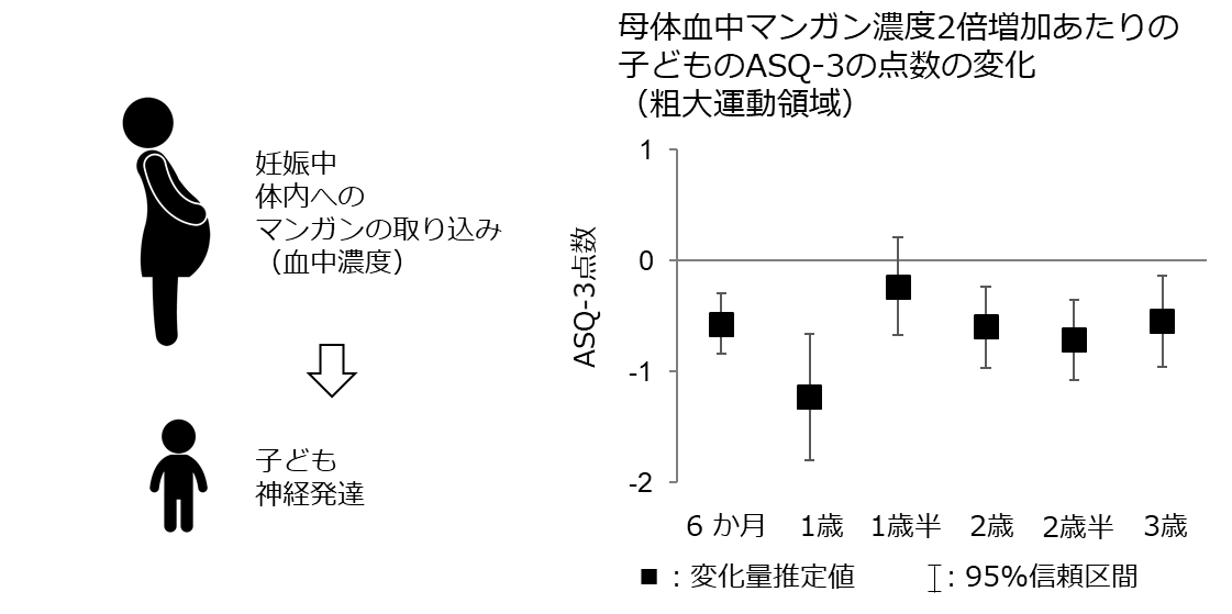 参考図：粗大運動領域（腕や足など大きな筋肉を使う動き）では、神経発達がやや低下する傾向