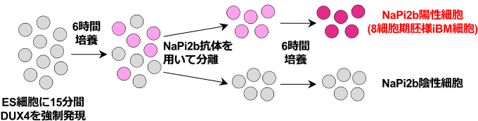図３：本研究の概略図。ヒトES細胞にDUX4を一過性に強制発現させた後、抗SLC34A2 (NaPi2b)抗体を用いたFACSにより細胞を分離し、8細胞期胚様のiBM細胞（NaPi2b陽性細胞）を効率良く回収することが出来る。
