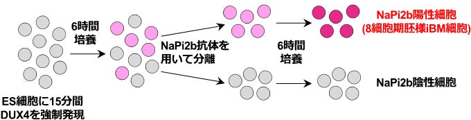 図3:本研究の概略図。ヒトES細胞にDUX4を一過性に強制発現させた後、抗SLC34A2 (NaPi2b)抗体を用いたFACSにより細胞を分離し、8細胞期胚様のiBM細胞(NaPi2b陽性細胞)を効率良く回収することが出来る。