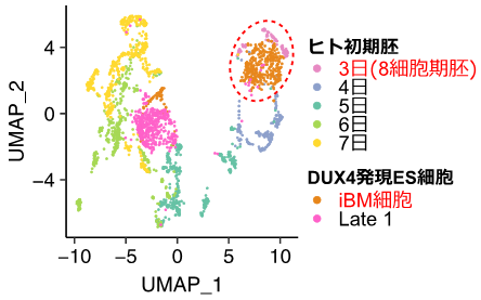 図2：ヒト着床前初期胚（受精後3日〜7日）と、DUX4を一過性に強制発現させたヒトES細胞のシングルセルトランスクリプトームデータの統合解析。