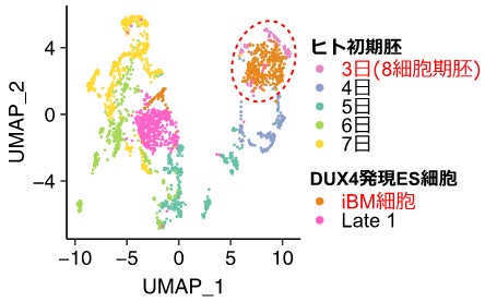 図2:ヒト着床前初期胚(受精後3日〜7日)と、DUX4を一過性に強制発現させたヒトES細胞のシングルセルトランスクリプトームデータの統合解析。