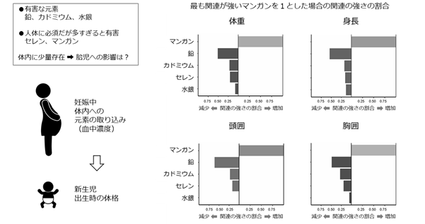 鉛は胎児の成長を抑制する方向への関連が最も強く、マンガンは胎児の成長を促進する方向への関連が見られた