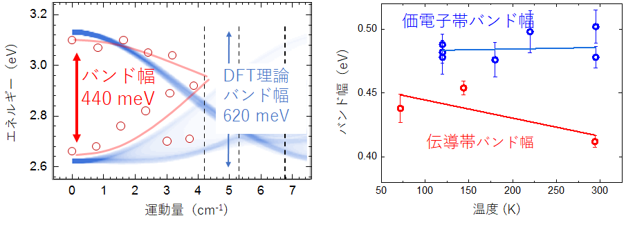 図2 測定した有機半導体ペンタセンの伝導帯（赤丸）と密度汎関数理論（DFT）による予測（青線）を比較。右図は、測定したバンド幅と温度の関係。