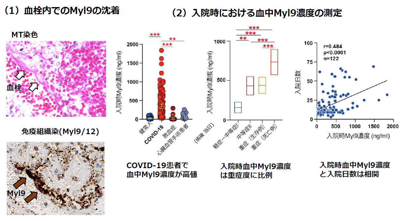 図2. COVID-19患者における血栓内Myl9の沈着と血中Myl9濃度