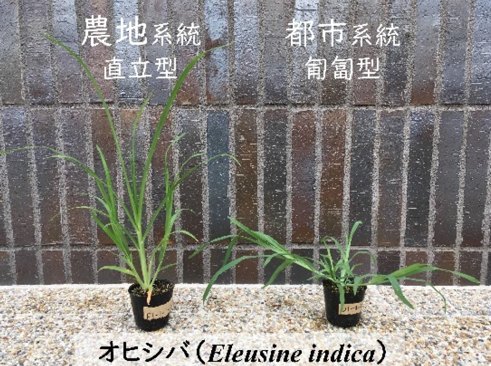 写真１．同一条件で栽培した農地系統と都市系統のオヒシバの草姿の違い。農地系統は直立型、都市系統は匍匐型を示す。