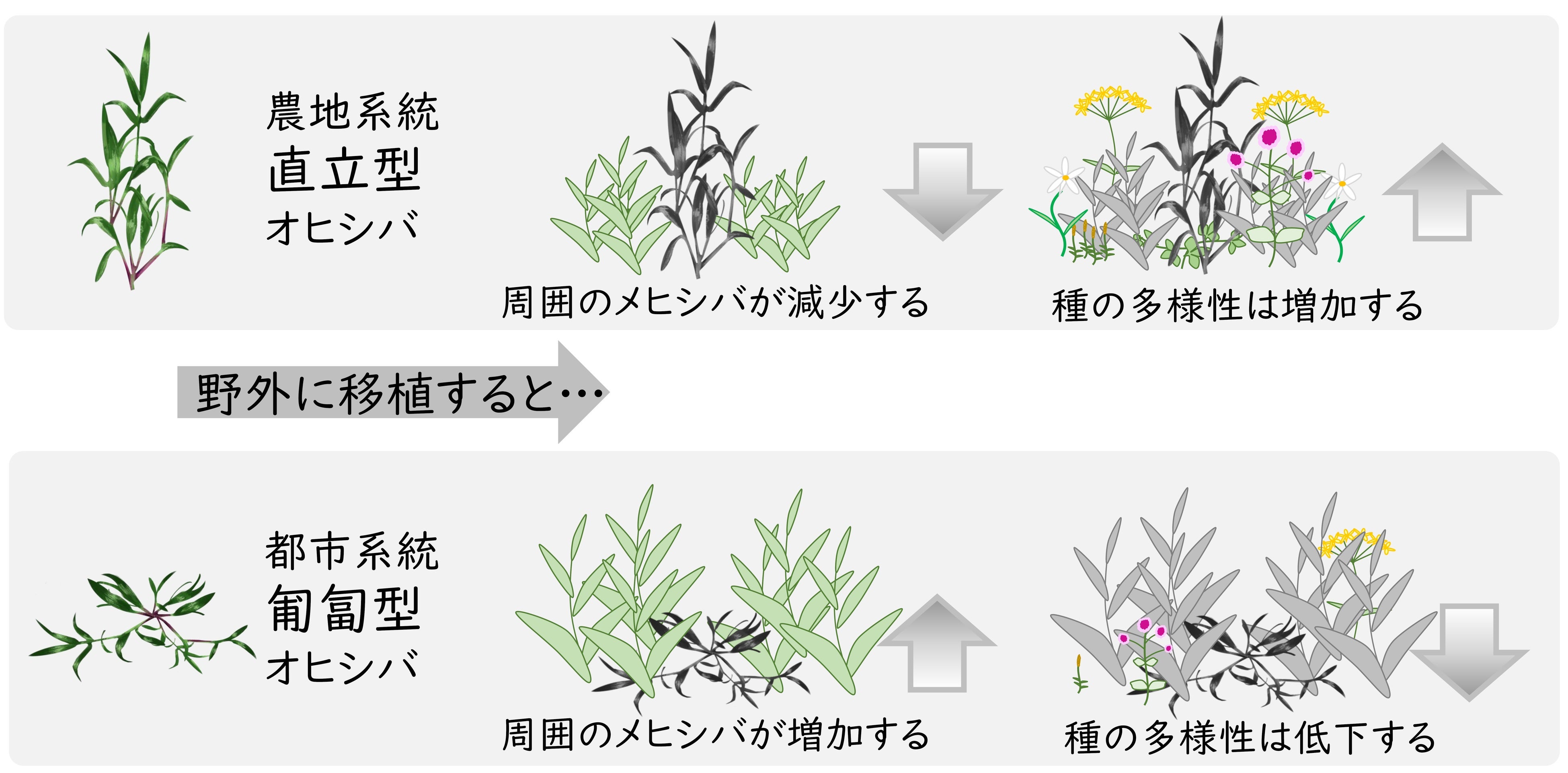 植物生態学論考 Biodiversity Lab. top