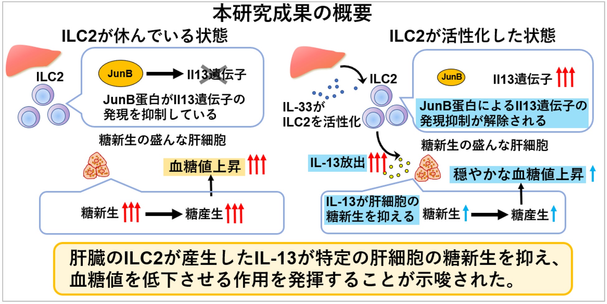肝臓糖代謝と免疫細胞の新たな関係をシングルセル解析で解明