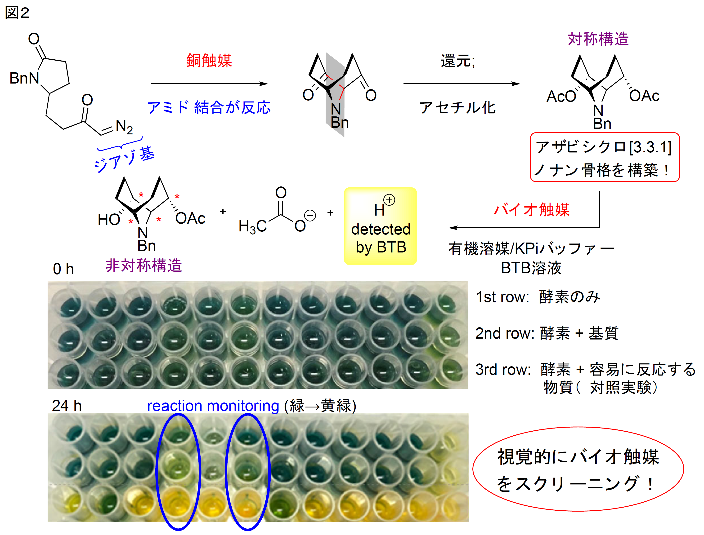 金属触媒・酵素触媒の力で生物活性分子群の骨格を不斉合成