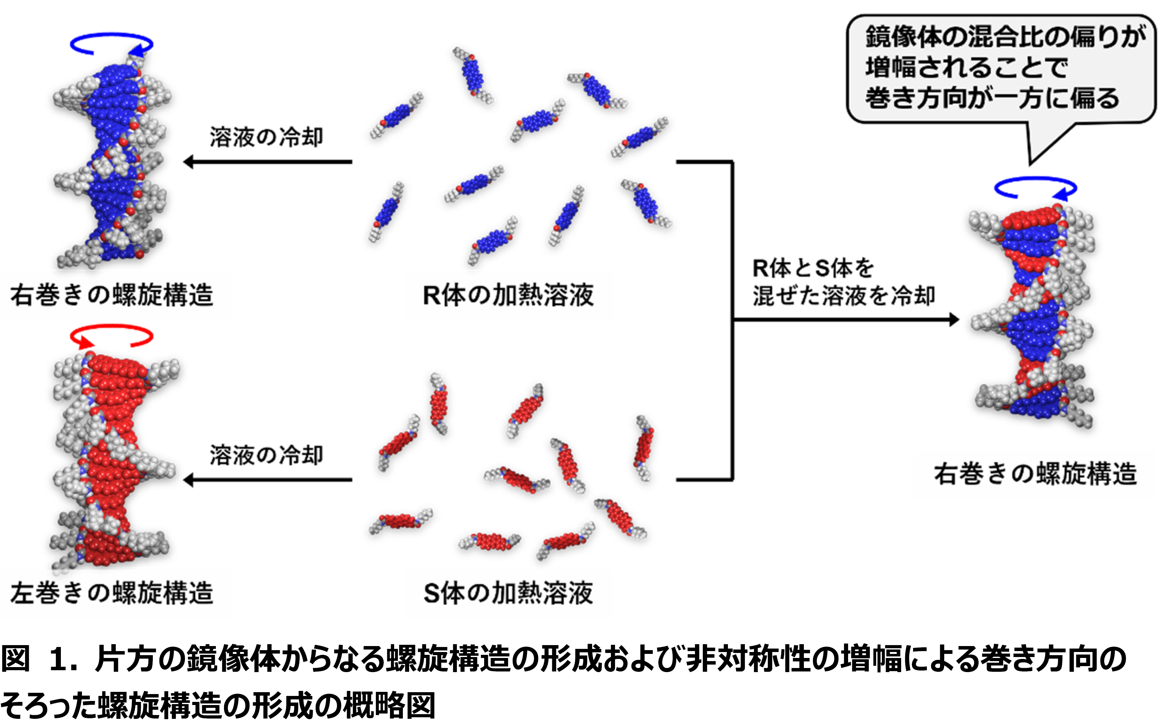 分子のわずかな非対称性の偏りが増幅される現象を発見 | 国立