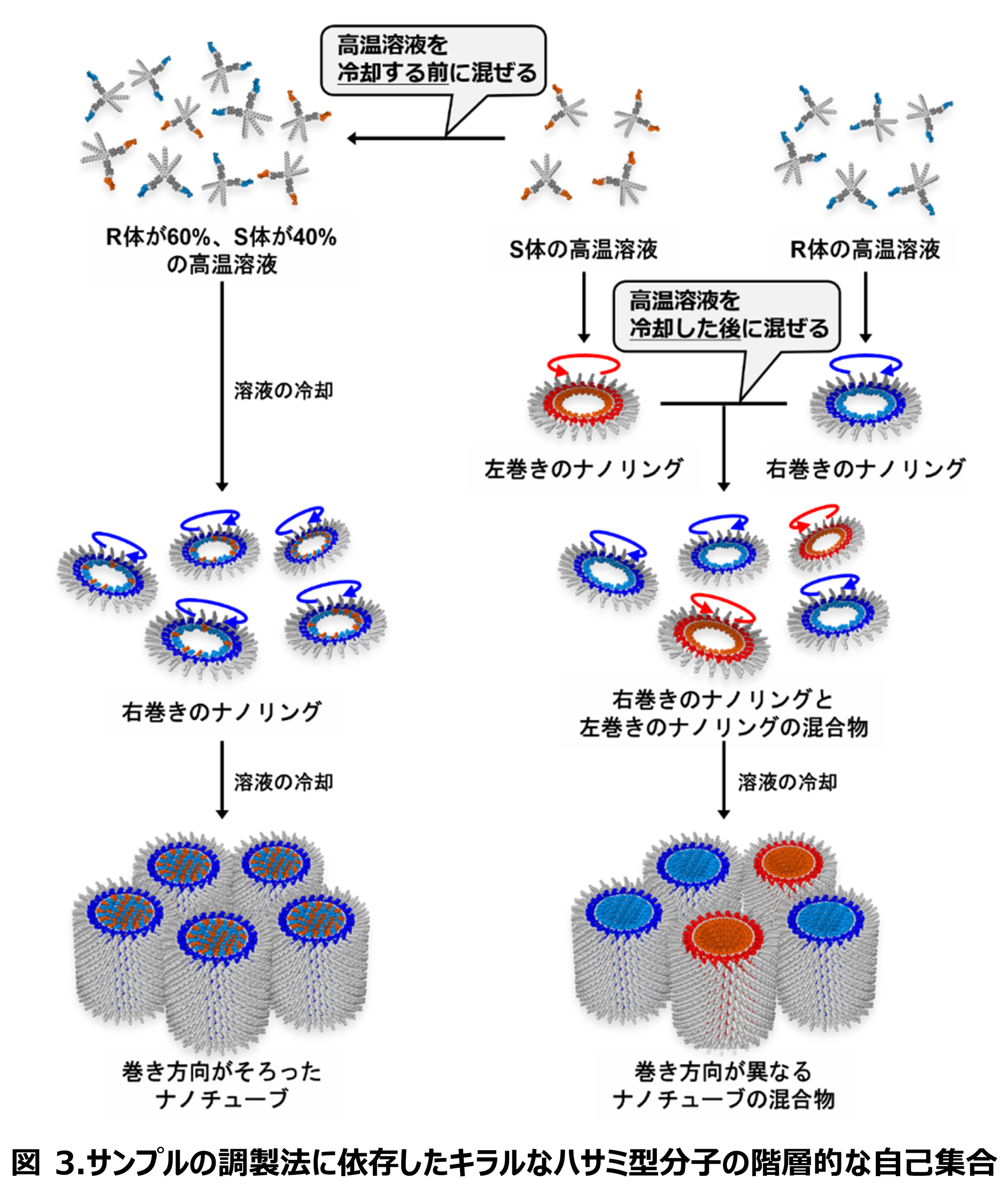 構造医学 延ローラーⅡ型（境界層延転子） 構造医学 延ローラーⅡ