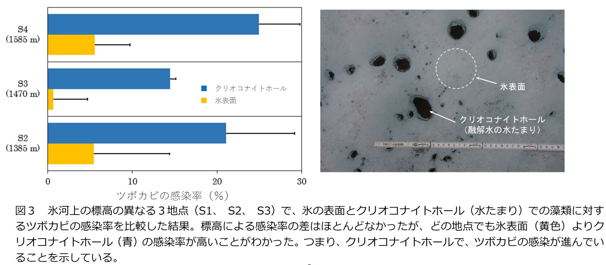 氷河で繁殖している藻類に高い感染率でツボカビが寄生していることを発見