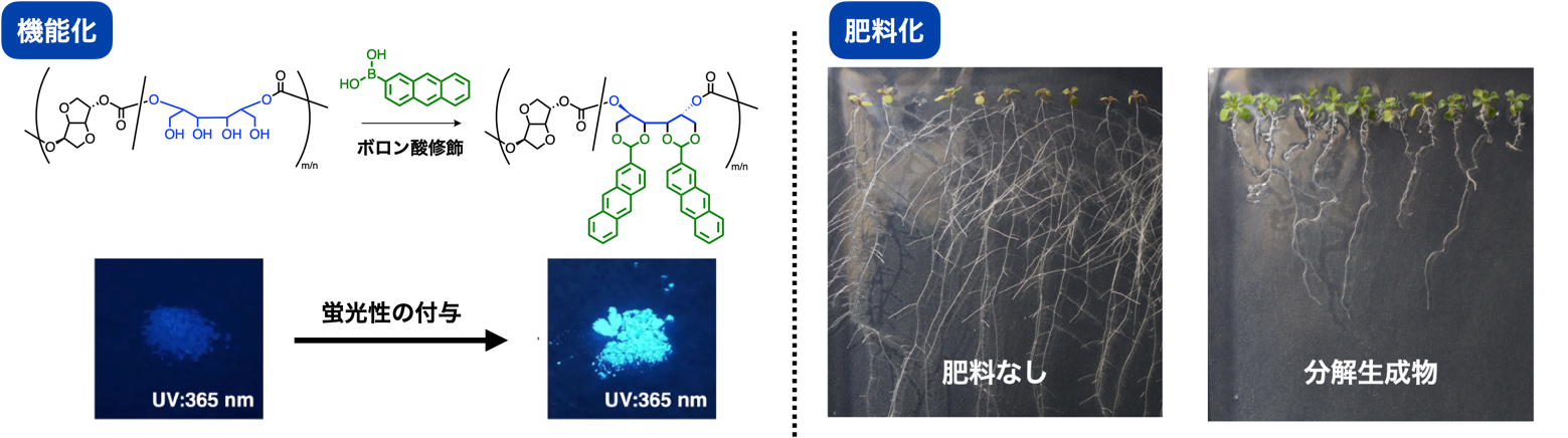 図４左：蛍光性ボロン酸による修飾 　図４右：分解生成物を用いたシロイヌナズナの生育実験。分解生成物を加えたもの（右）は、葉が多く生えている。