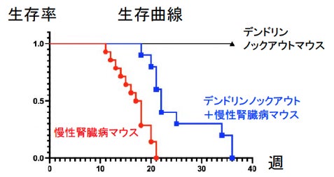 図2:慢性腎臓病マウスは生後20週までに死亡するがデンドリンを持たないマウスは生存期間が伸びる