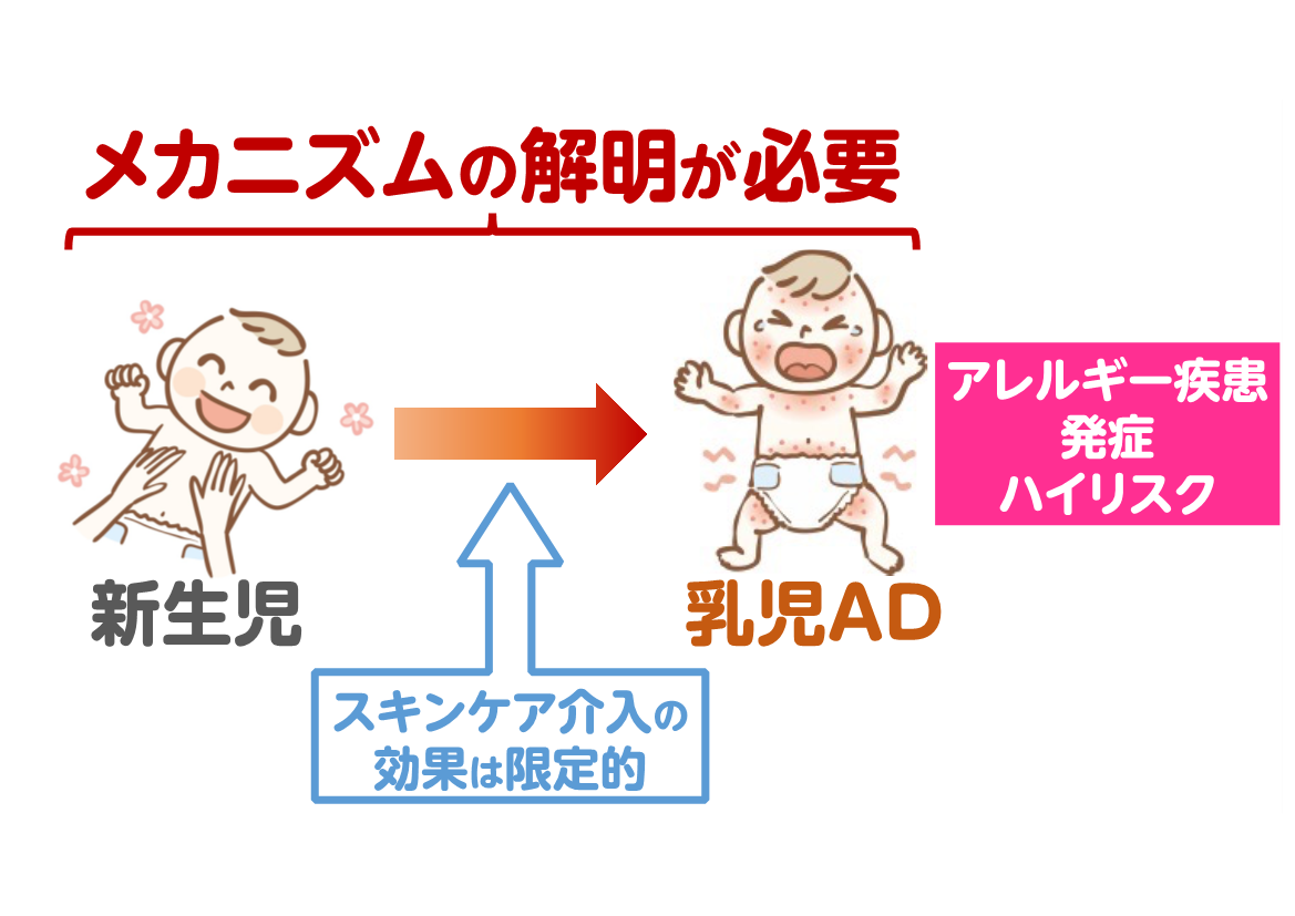 図１. 乳児期ADの発症メカニズム