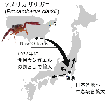 図１. アメリカザリガニは約100年前に鎌倉に輸入され、そこから全国各地へ生息域を広げたと考えられている。
