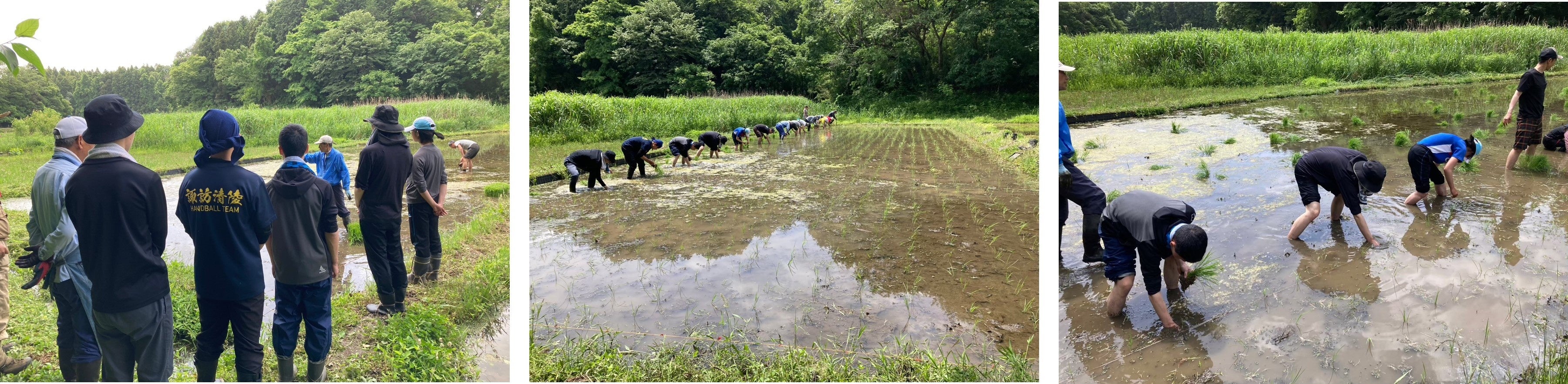 5月の田植えの様子
