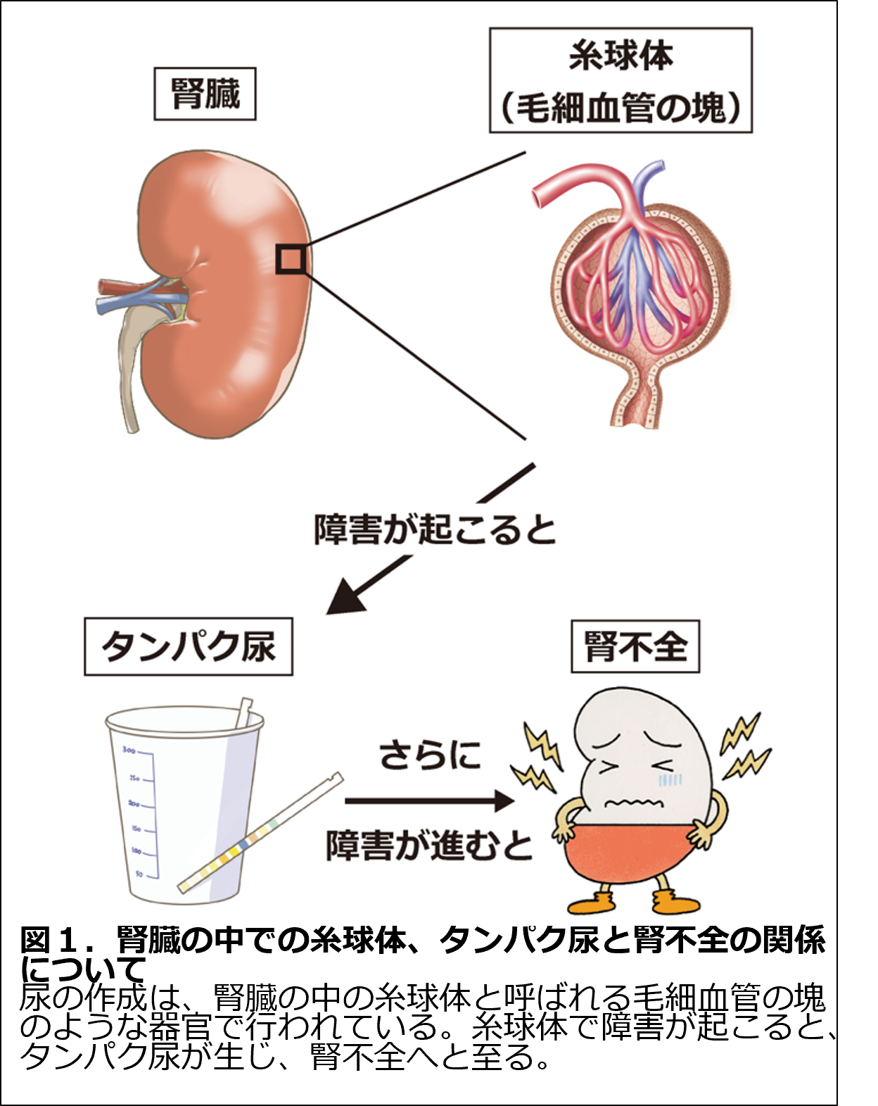 新生理科学大系 15 血液の生理学 新生理科学大系 15 血液