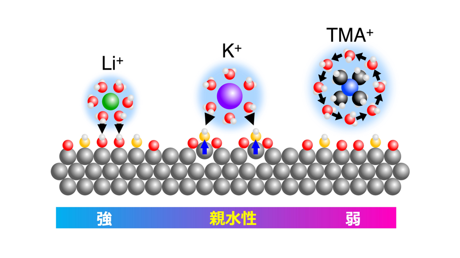 図3：各陽イオンと白金表面の相互作用。白丸は水素原子、赤丸と黄丸は酸素原子。Li+は吸着水酸基と強く相互作用するため原子位置置換が起こりにくい。