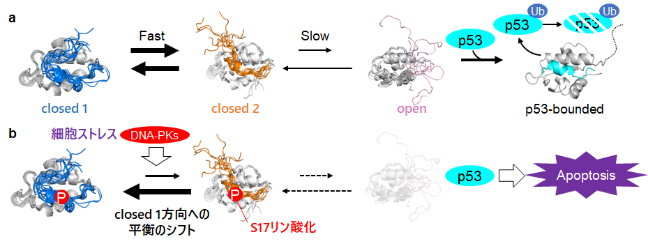 図4：本研究で明らかになったHDM2のmulti-stateな構造平衡を介したp53結合制御モデル