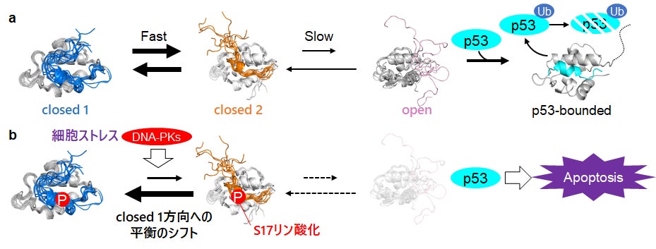 図4:本研究で明らかになったHDM2のmulti-stateな構造平衡を介したp53結合制御モデル