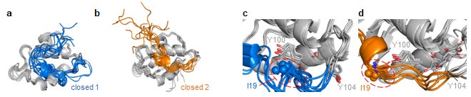 図3:MDシミュレーションから得られたclosed 1(a), closed 2(b)の重ね合わせ構造。 closed 1(c), closed 2(d)のI19-Y100側鎖近傍の構造。